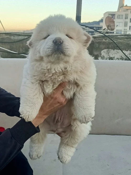 Chow-chow