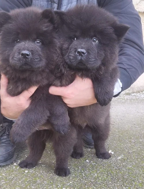 Chow-chow
