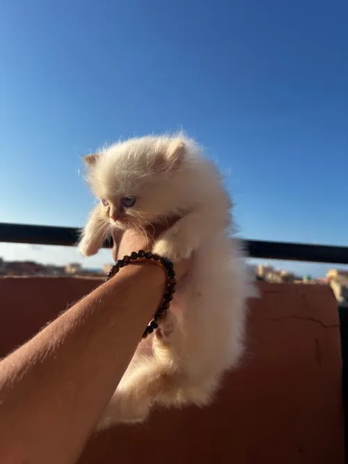 Des chatons persan himalayen 