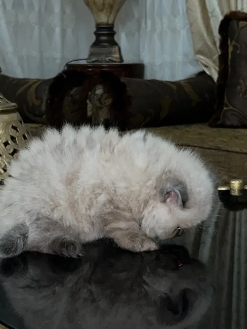 Des chatons person pake face age 1 mois 