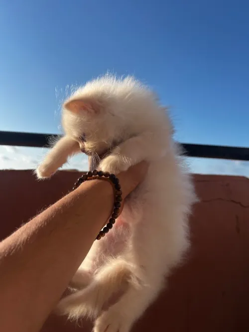 Des chatons persan himalayen 