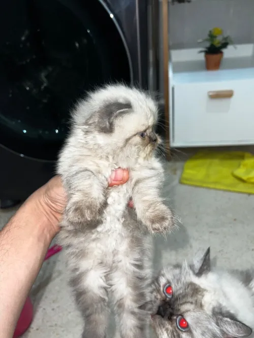 Chaton person picky face pure race 1 mois 