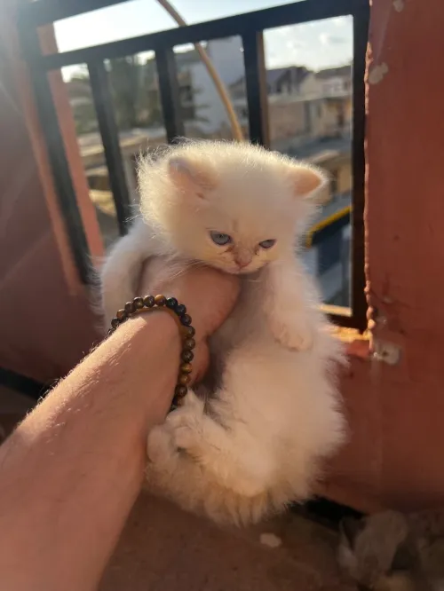 Des chatons persan himalayen 