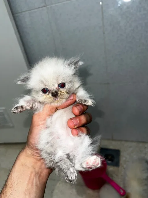 Chaton person picky face pure race 1 mois 