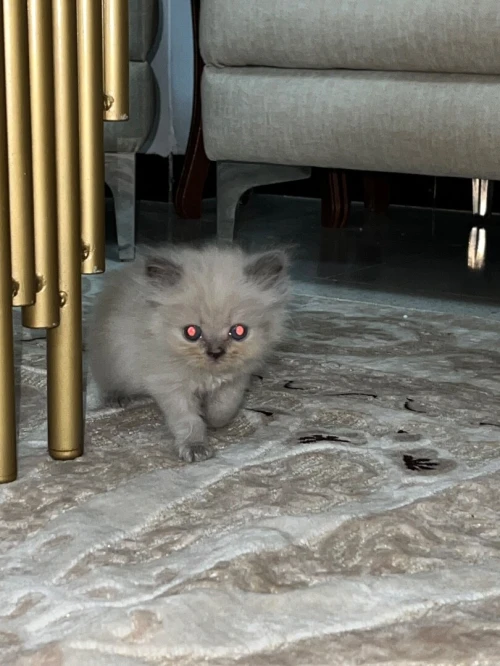 Des chatons person pake face age 1 mois 