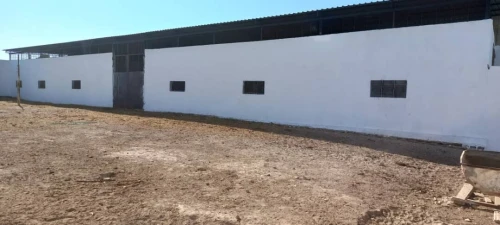 Vente Hangar - Usine Tlemcen Hennaya
