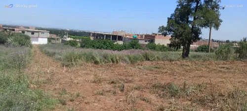 Vente Terrain Blida Meftah