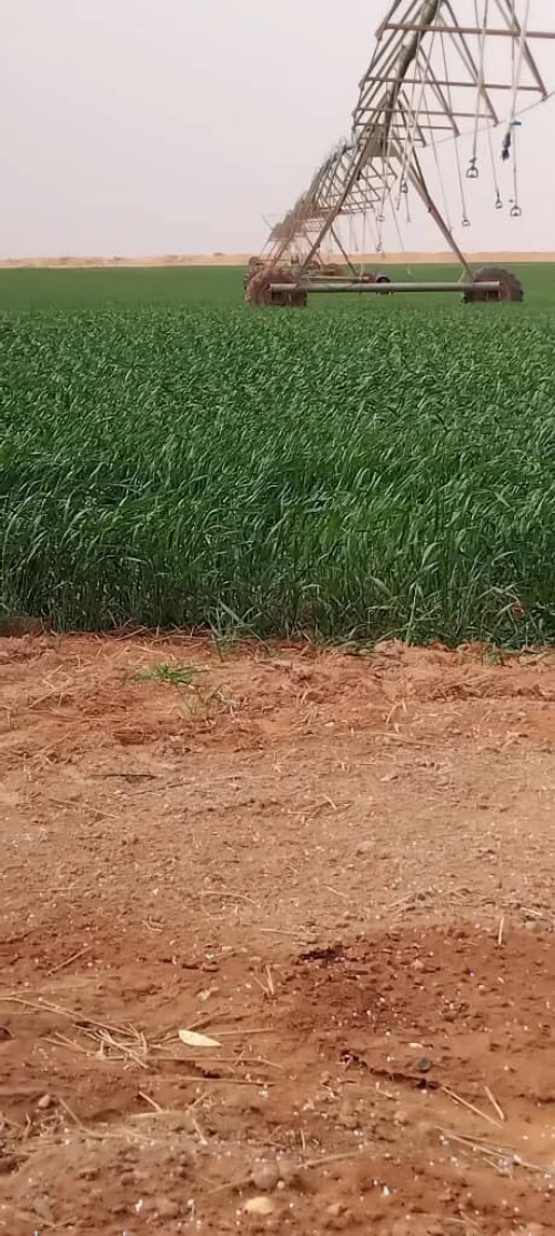 Vente Terrain Agricole Adrar Fenoughil
