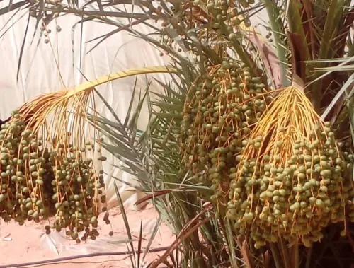 Vente Terrain Agricole Adrar Fenoughil