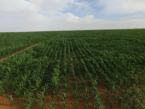 Vente Terrain Agricole Adrar Fenoughil