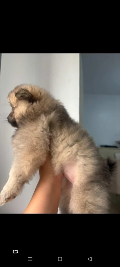 Chien spitz