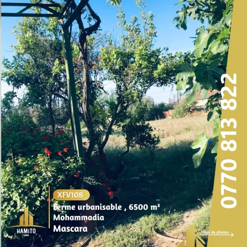 Vente bien immobilier Mascara Mohammadia