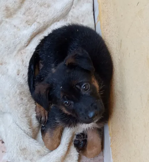 Petit chien croisé Bergé malinois 