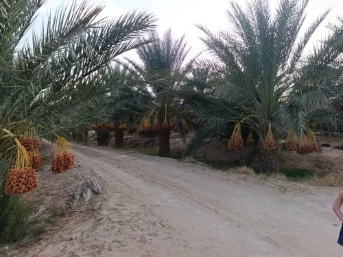 Vente Terrain Agricole Biskra El hadjeb