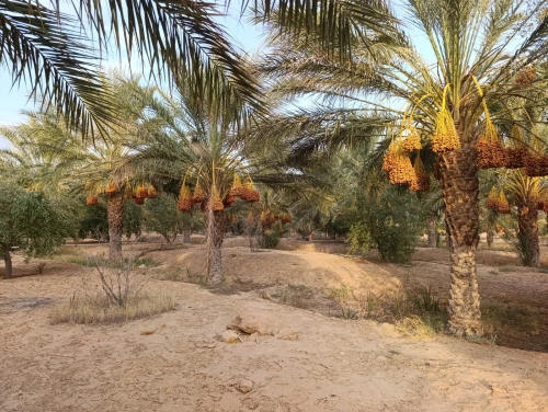 Vente Terrain Agricole Biskra El hadjeb