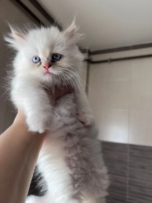 Chat persan pure race 