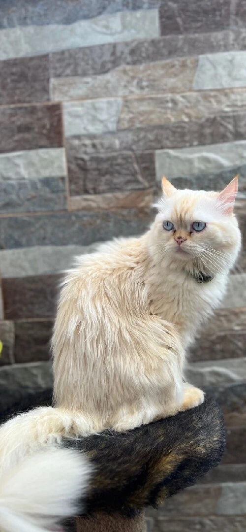 Chat persan
