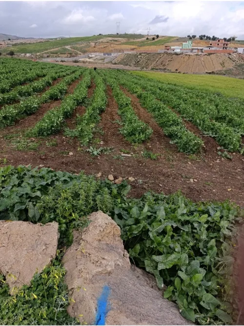Vente Terrain Agricole Guelma Heliopolis