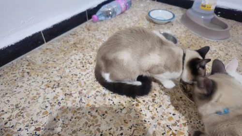 chat pour adoption