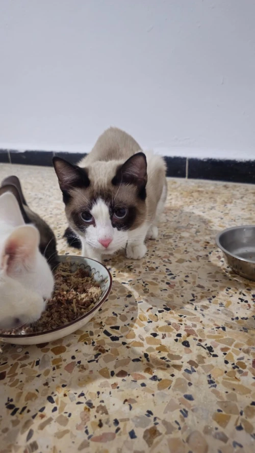 chat pour adoption
