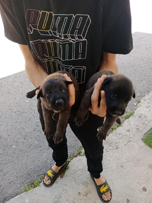 Malinois 