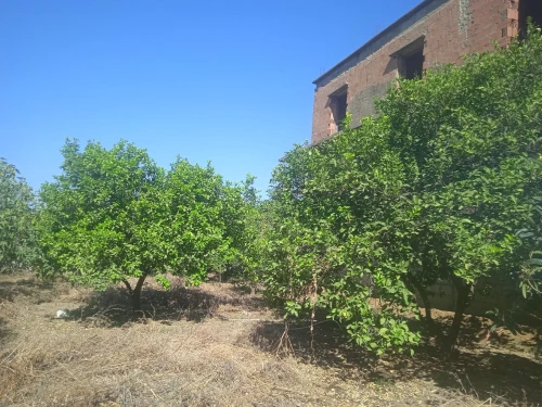 Vente Terrain Blida Bougara
