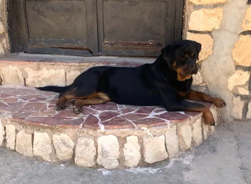 Rottweiler Serbie 