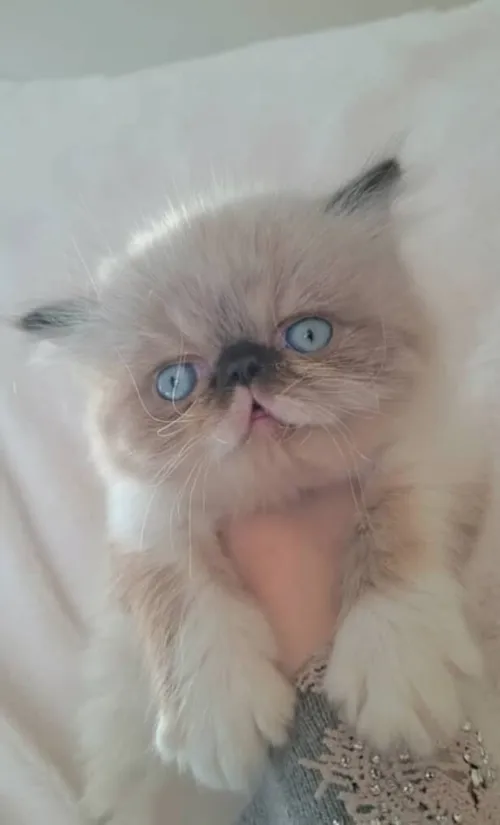 Disponible des chaton himalaya 2 mois