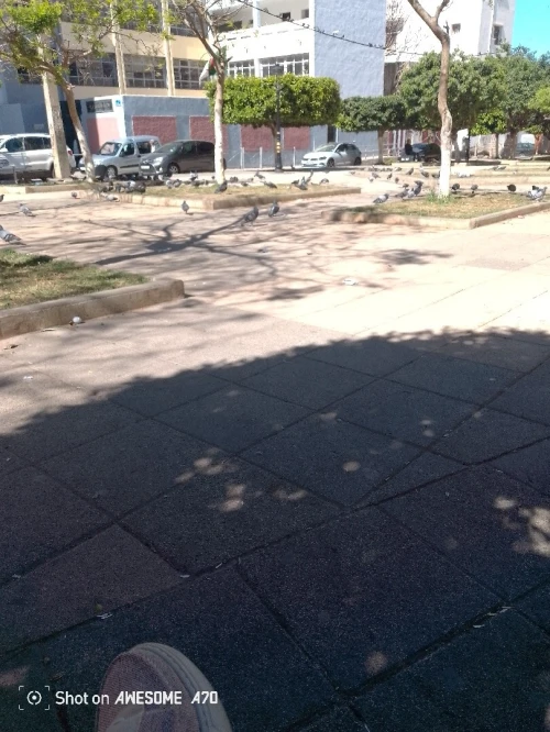 Vente Terrain Alger El biar