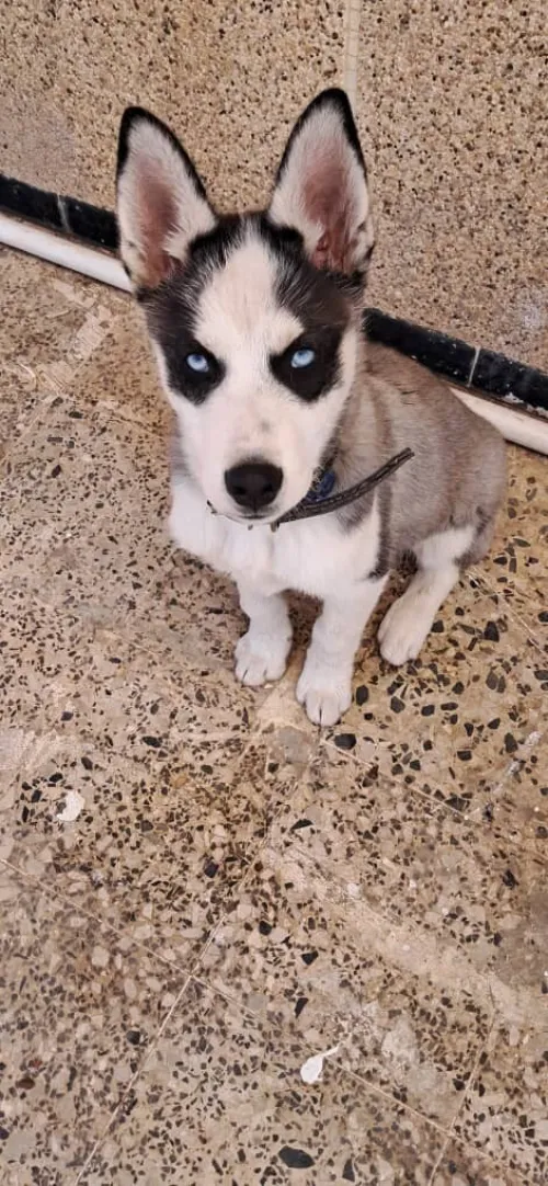 chien husky