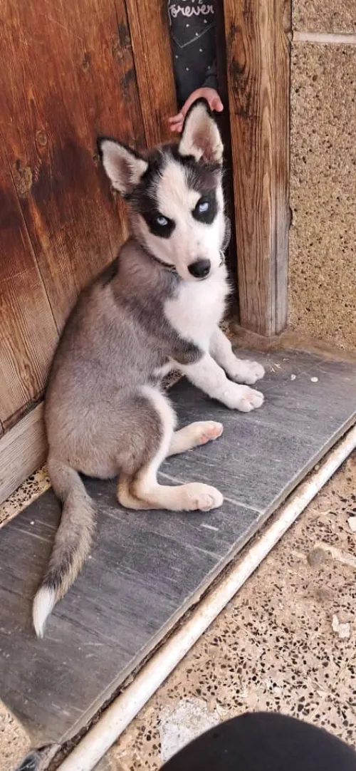 chien husky