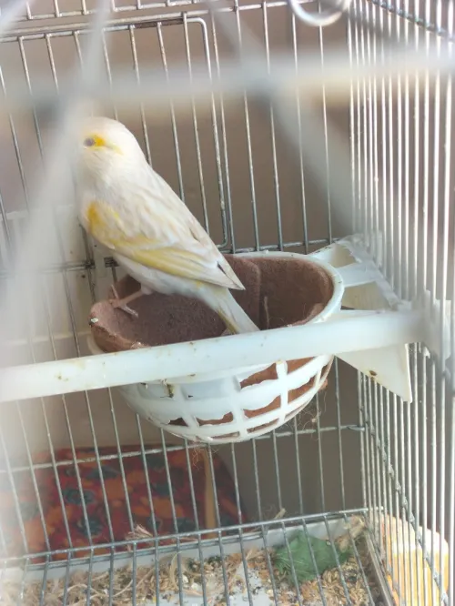 Canari satiné blanc dominon