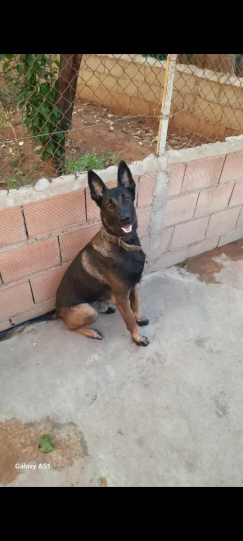 Malinois Charbonnier 