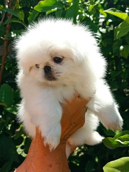 Pékinois بيكنوا canich chien