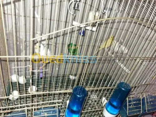 كناري  canari