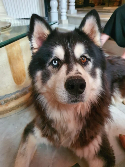 Husky sibérien 