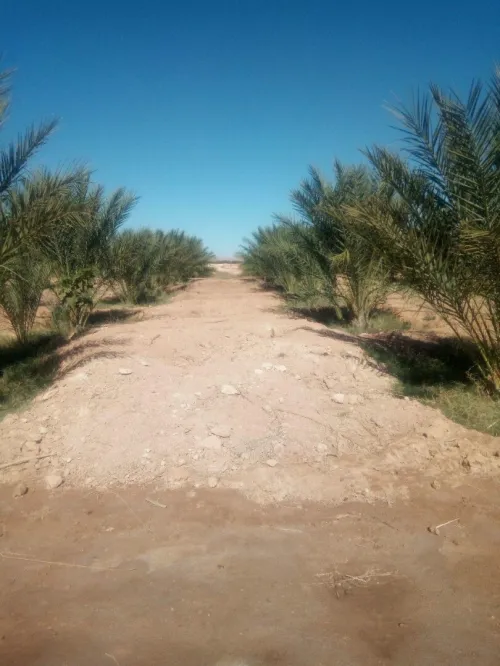 Vente Terrain Biskra Mekhadma