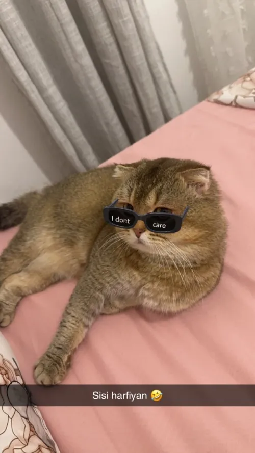 Chat Scottish fold pour accouplement 