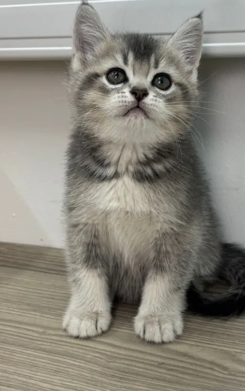 Chat British shorthair