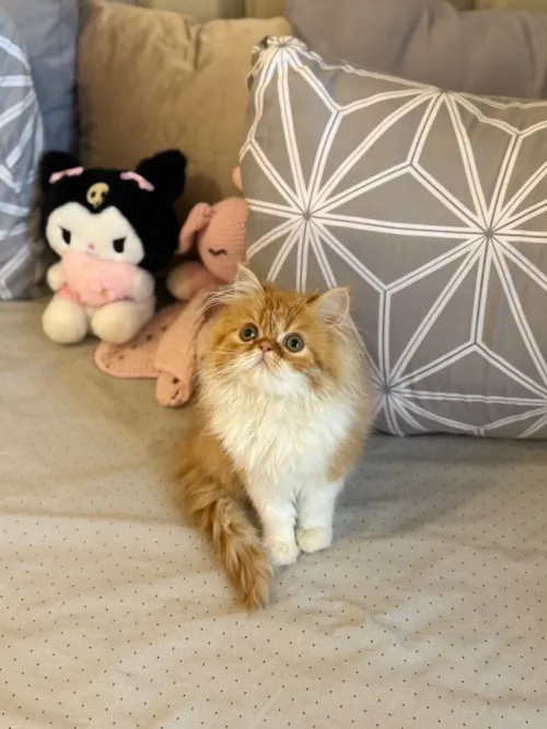 Persan himalayen picky face 
