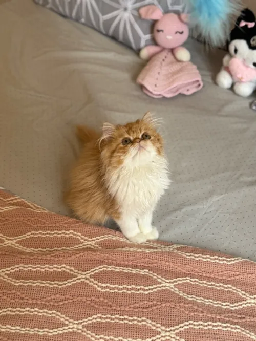 Persan himalayen picky face 