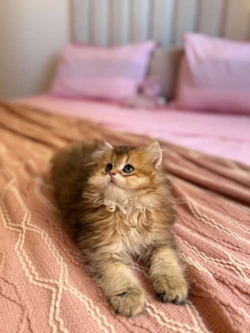 Chat britishshorthair et scottish fold