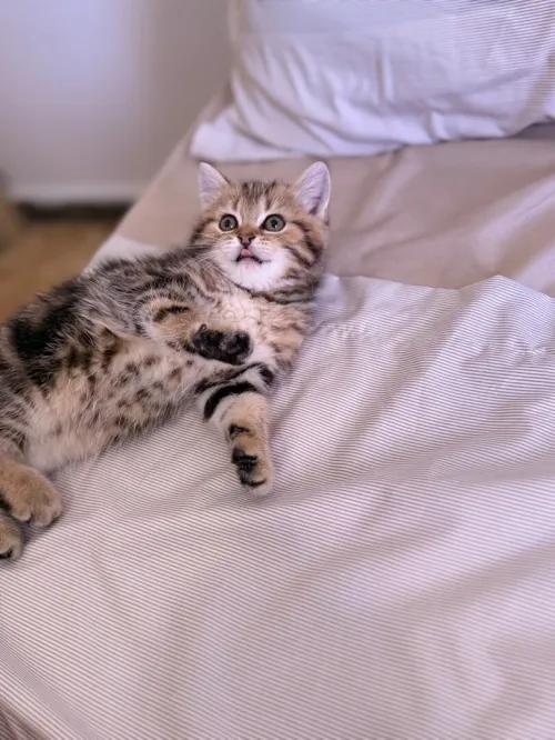 Chat British shorthair & scottish fold