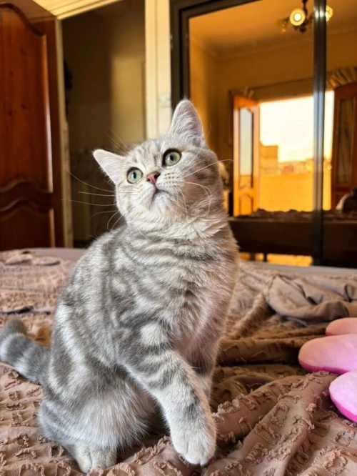 Chat British shorthair & himalayen 