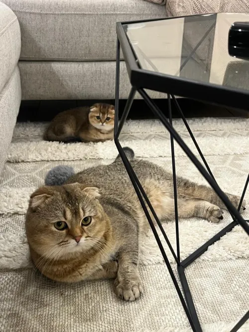 Chat Scottish fold pour accouplement 