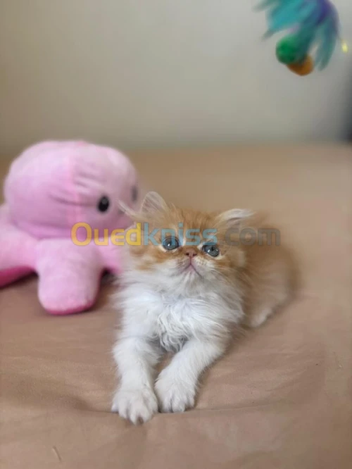 Chaton persan 