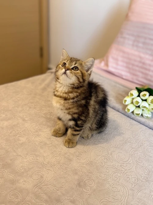 Britishshorthair chat