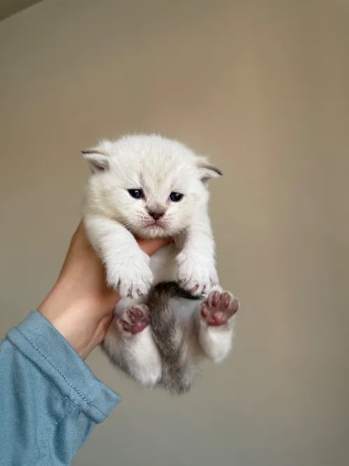 Chat britishshorthair & Scottish fold