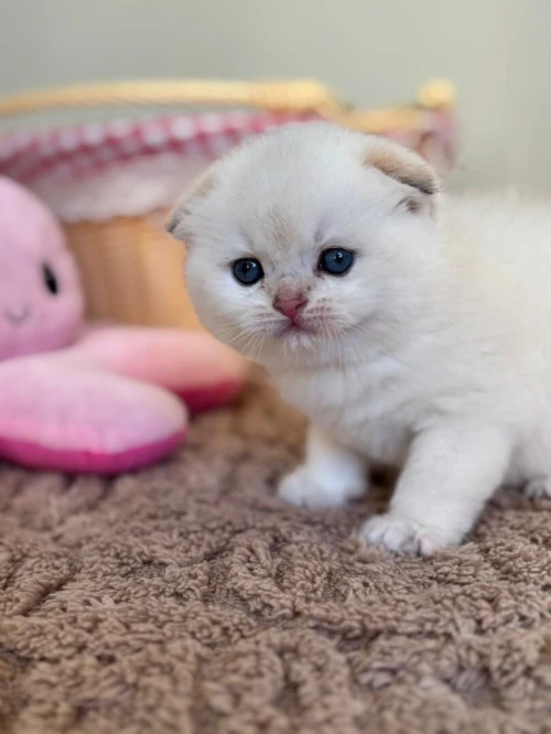 Chat britishshorthair et scottish fold