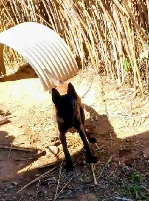 malinois